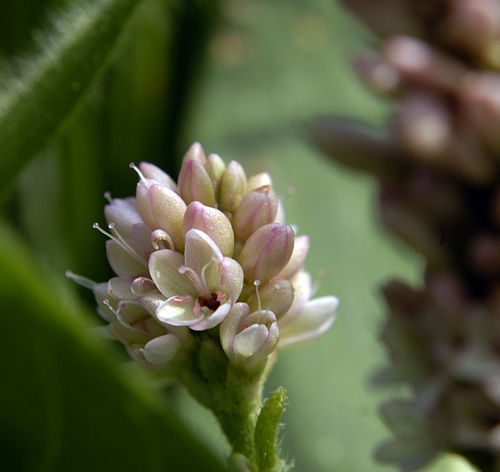 Polygonum pensylvanicum